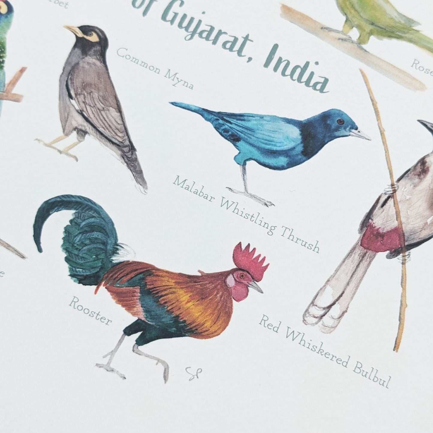 Watercolour Art Print - Birds of India