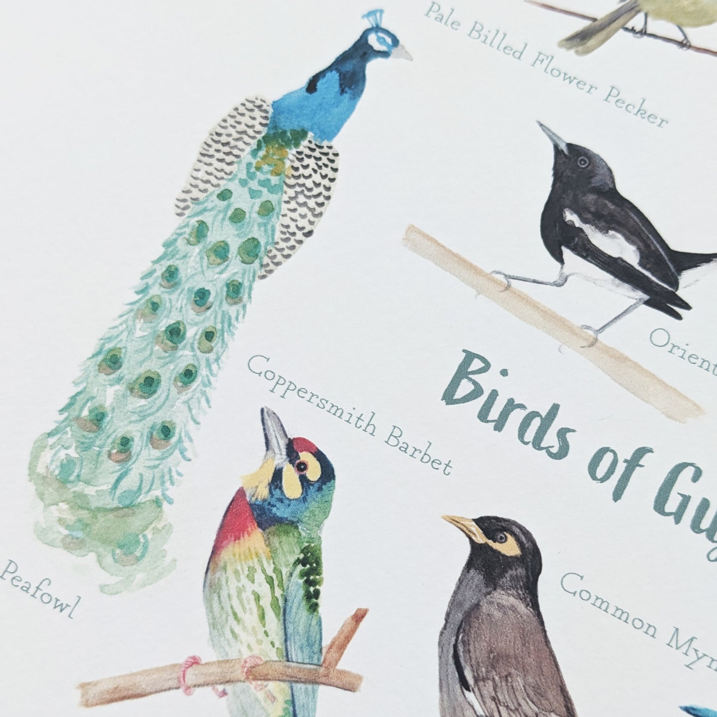 Watercolour Art Print - Birds - Peacock - A5