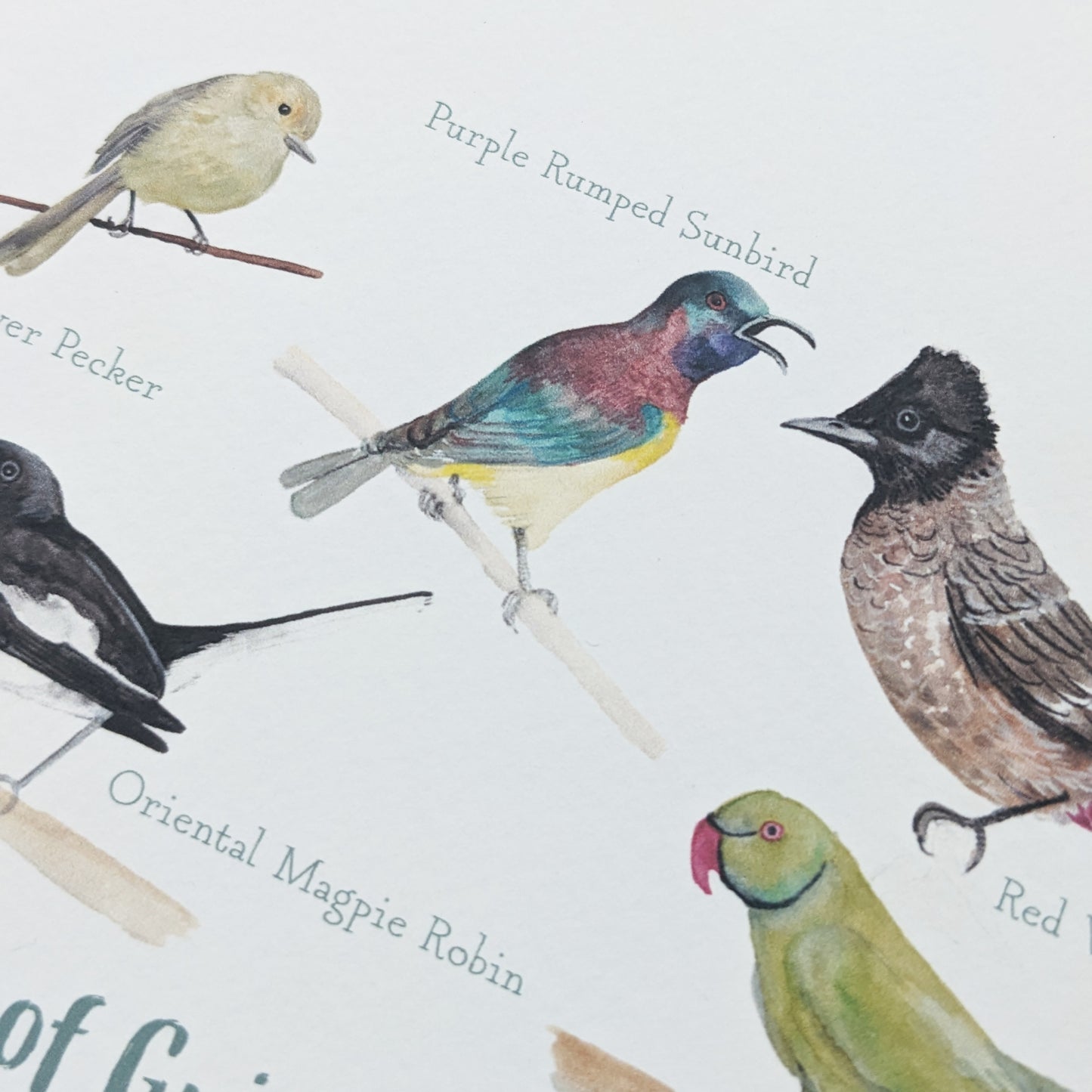Watercolour Art Print - Birds of India