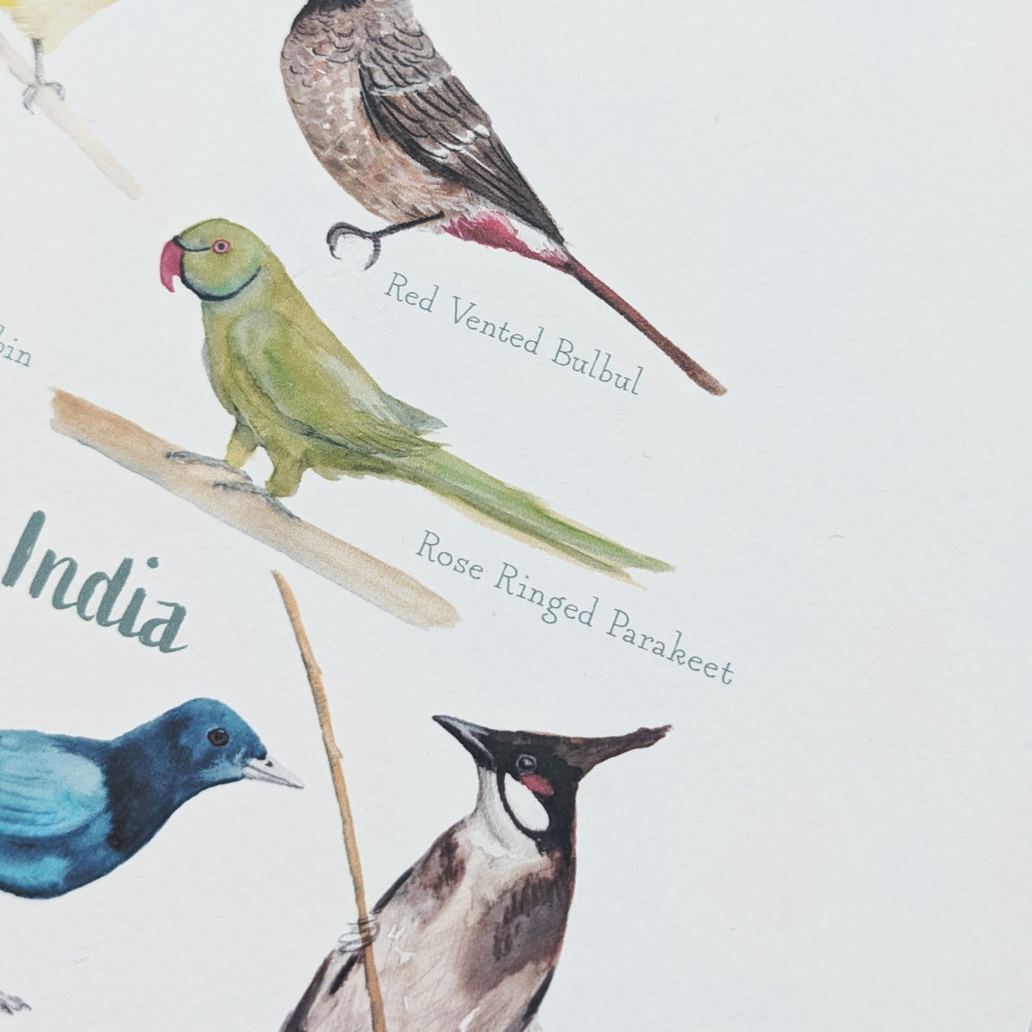 Watercolour Art Print - Birds of India