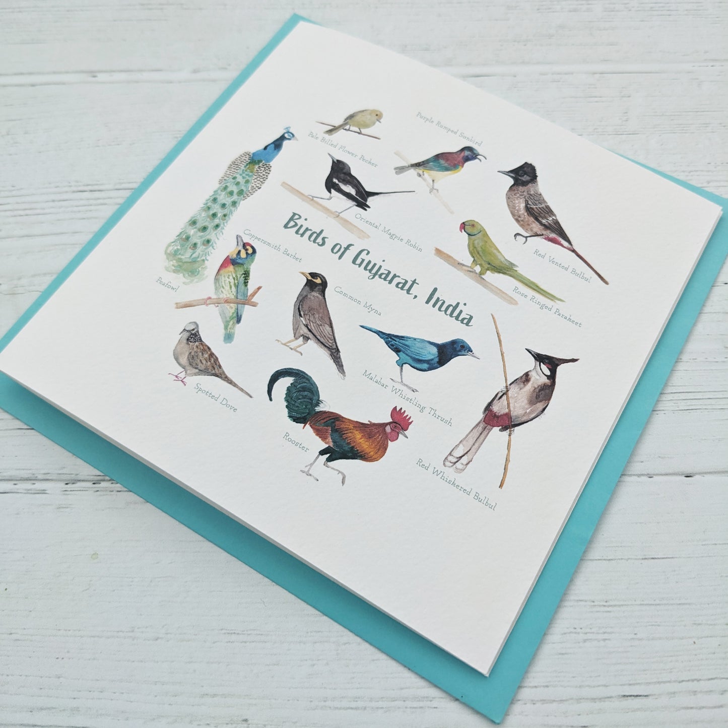 Square Greetings Card - Birds of India