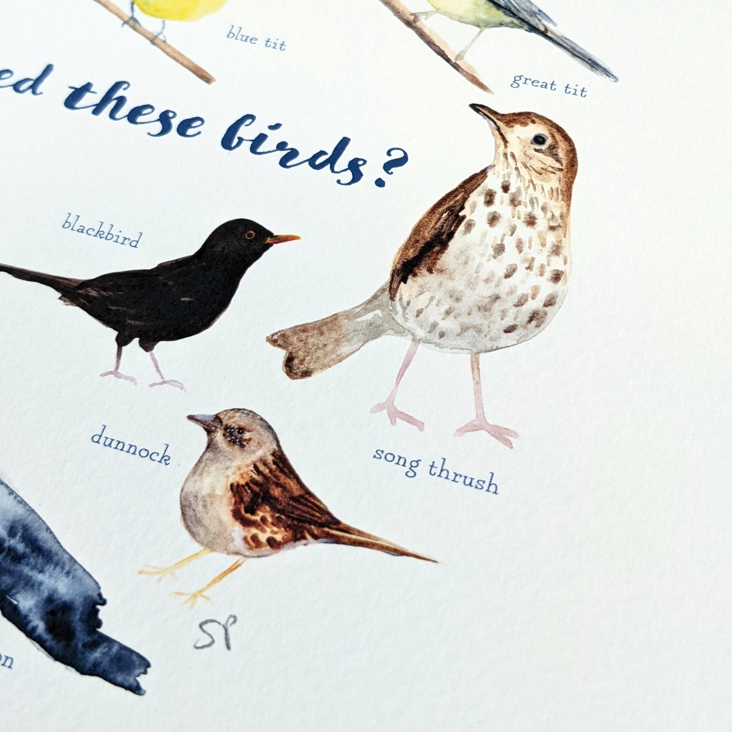 Watercolour Art Print - Garden Birds