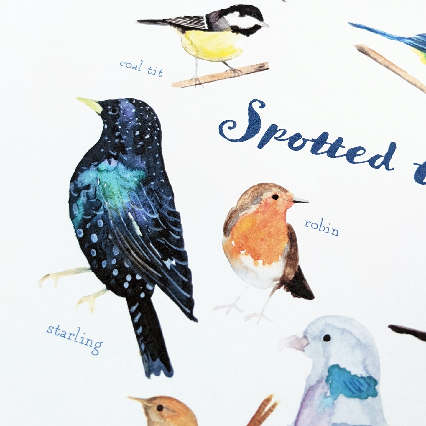 Square Greetings Card - Garden Birds