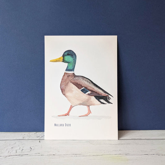 Watercolour Art Print - Birds - Mallard Duck - A5