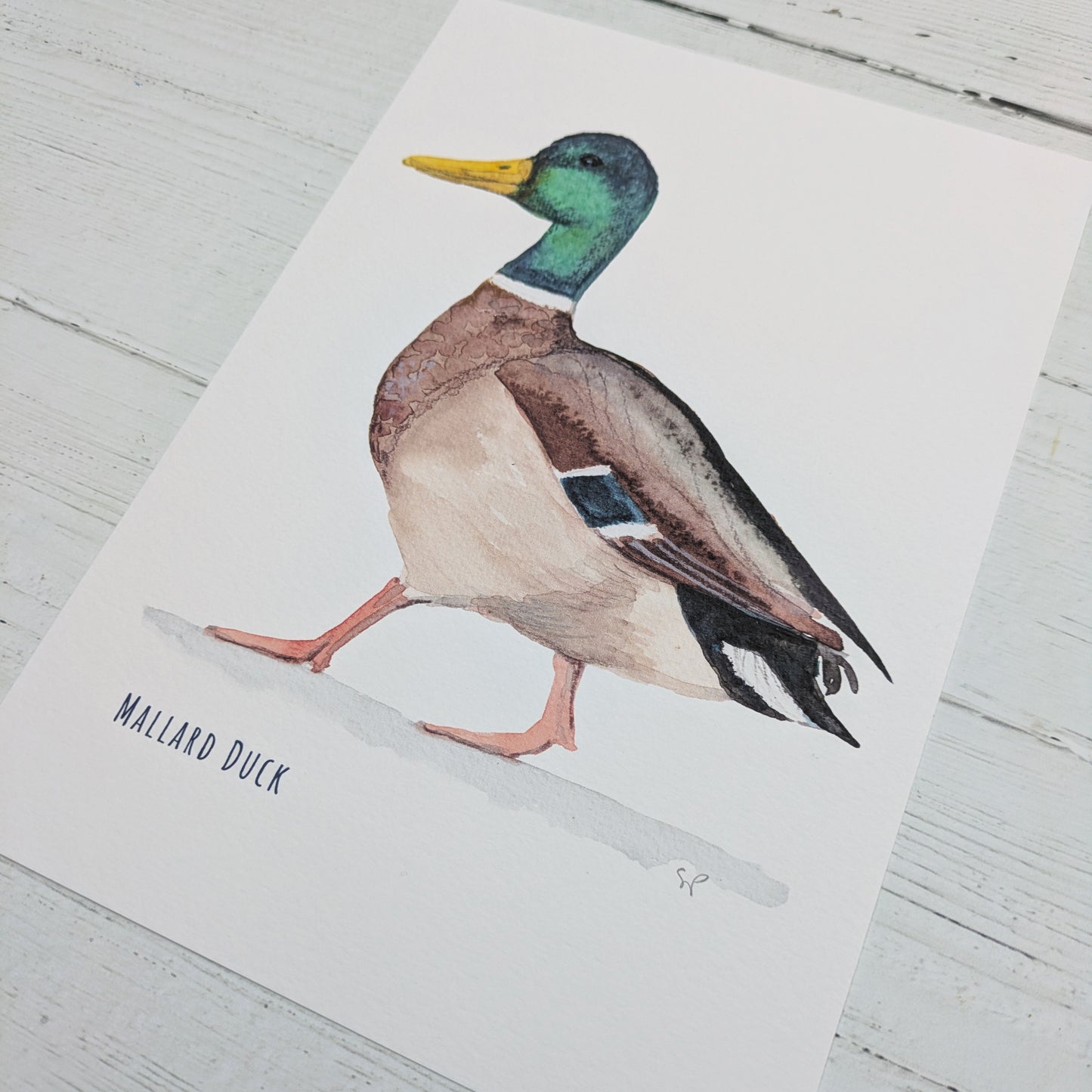 Watercolour Art Print - Birds - Mallard Duck - A5