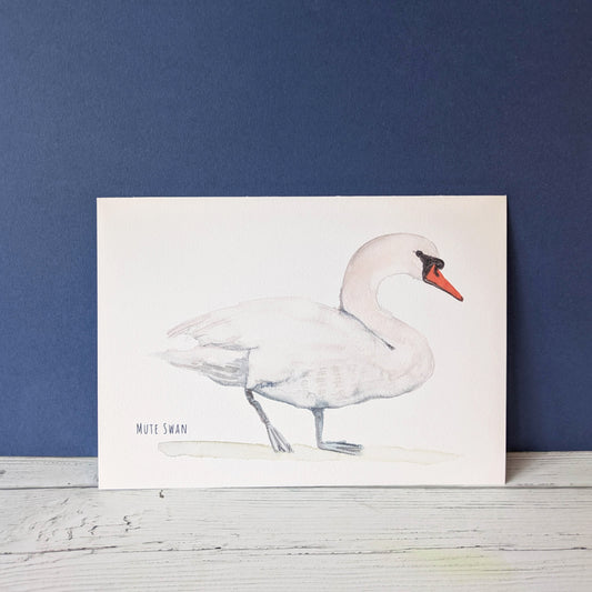 Watercolour Art Print - Birds - Mute Swan - A5