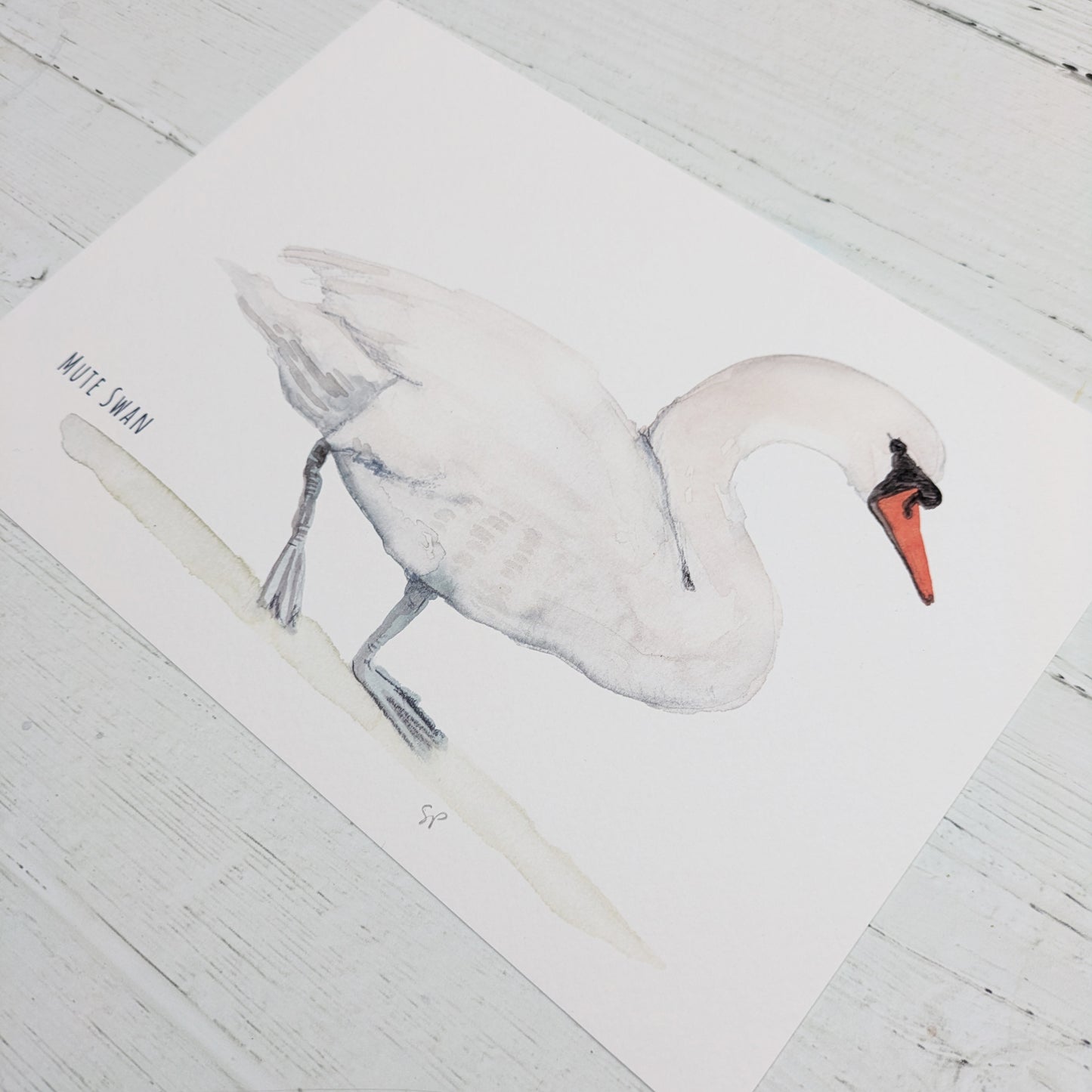 Watercolour Art Print - Birds - Mute Swan - A5