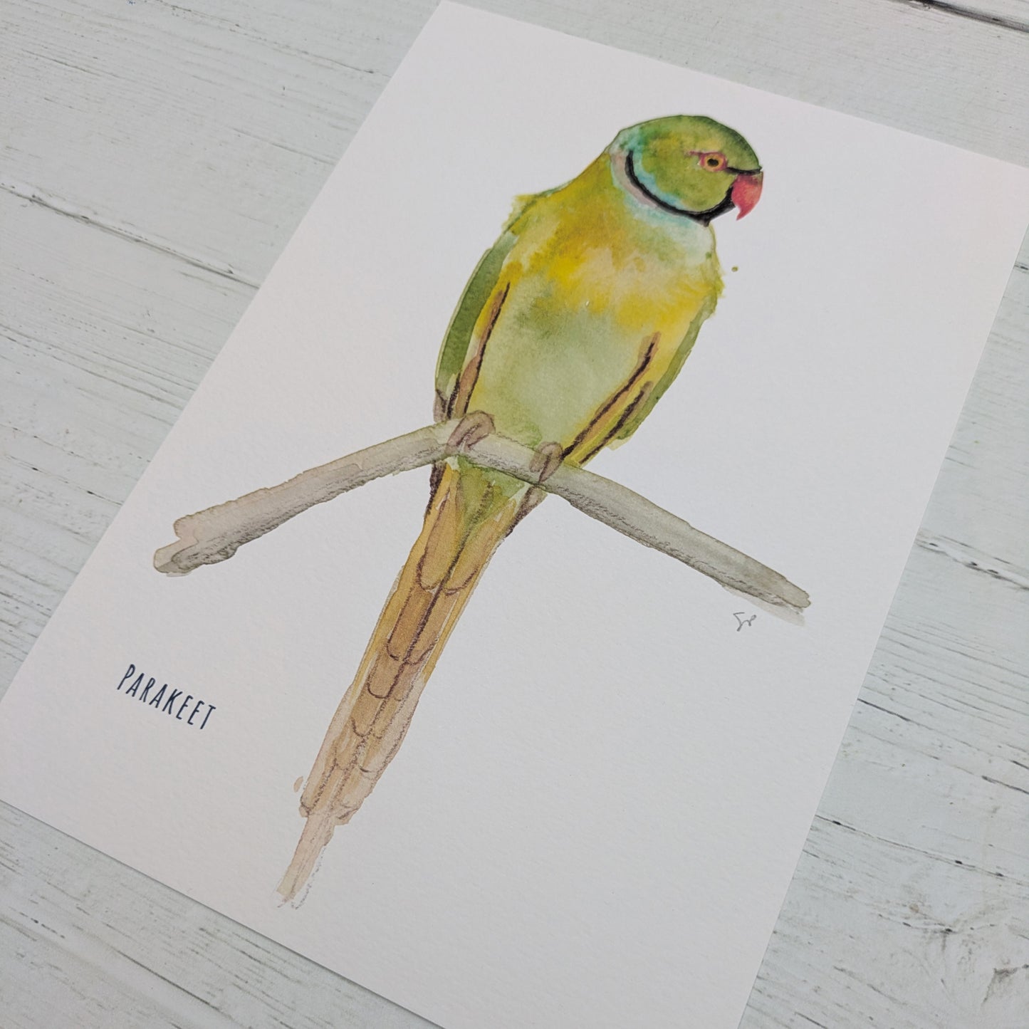 Watercolour Art Print - Birds - Ring Necked Parakeet- A5