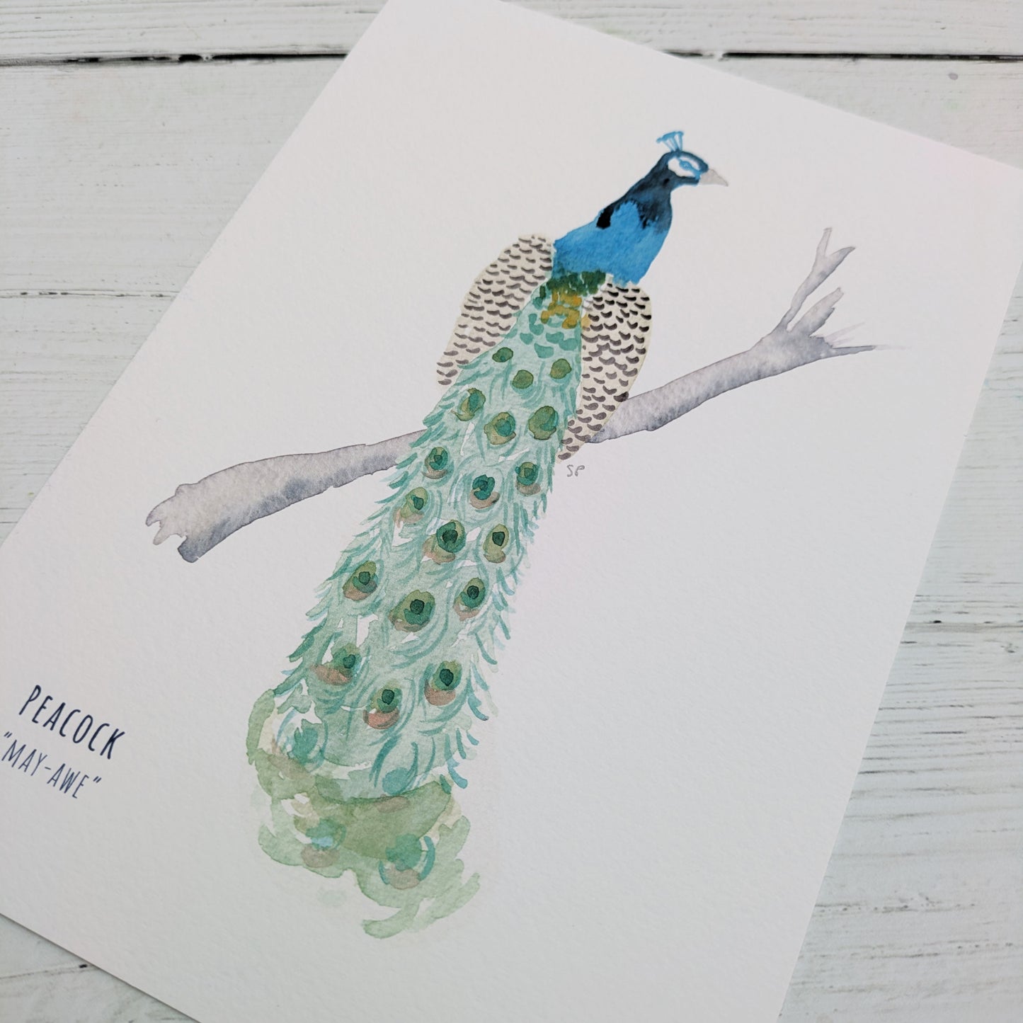 Watercolour Art Print - Birds - Peacock - A5